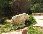 Jungle parkin valkoinen tiikeri